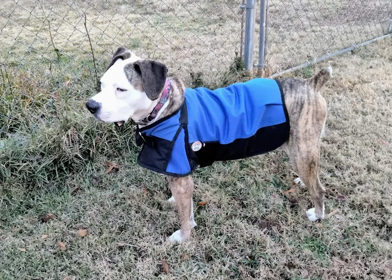 Penelope thumbnail 3