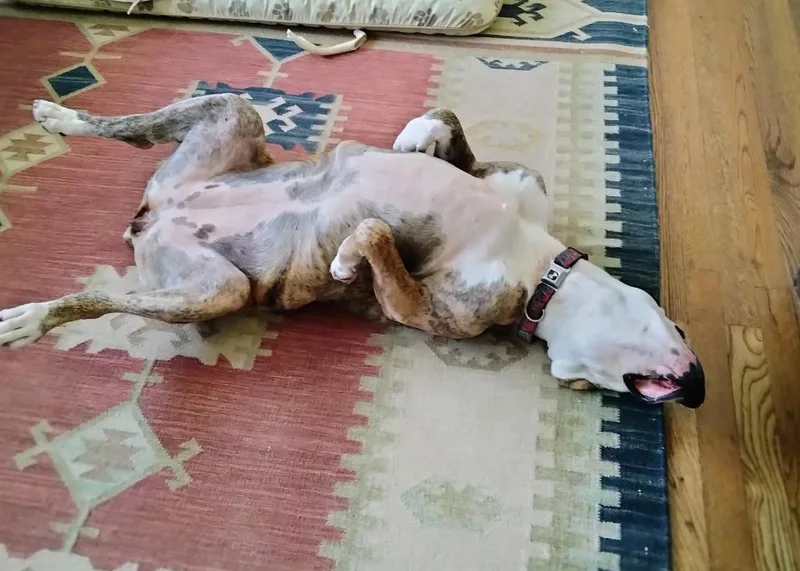 Penelope thumbnail 5