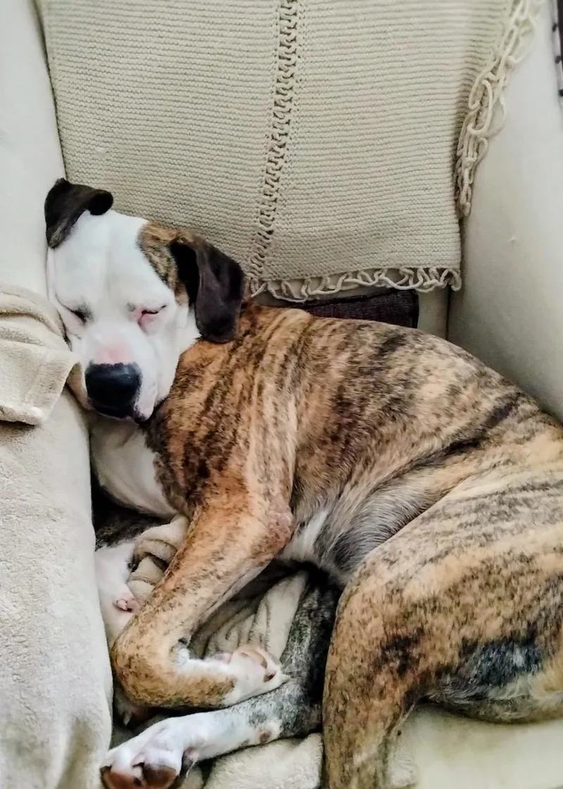 Penelope thumbnail 6