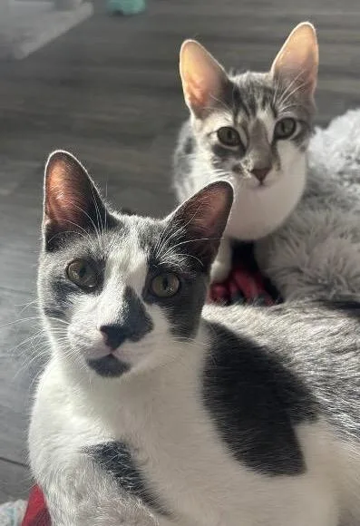 Tildeand Carat Bonded Pair