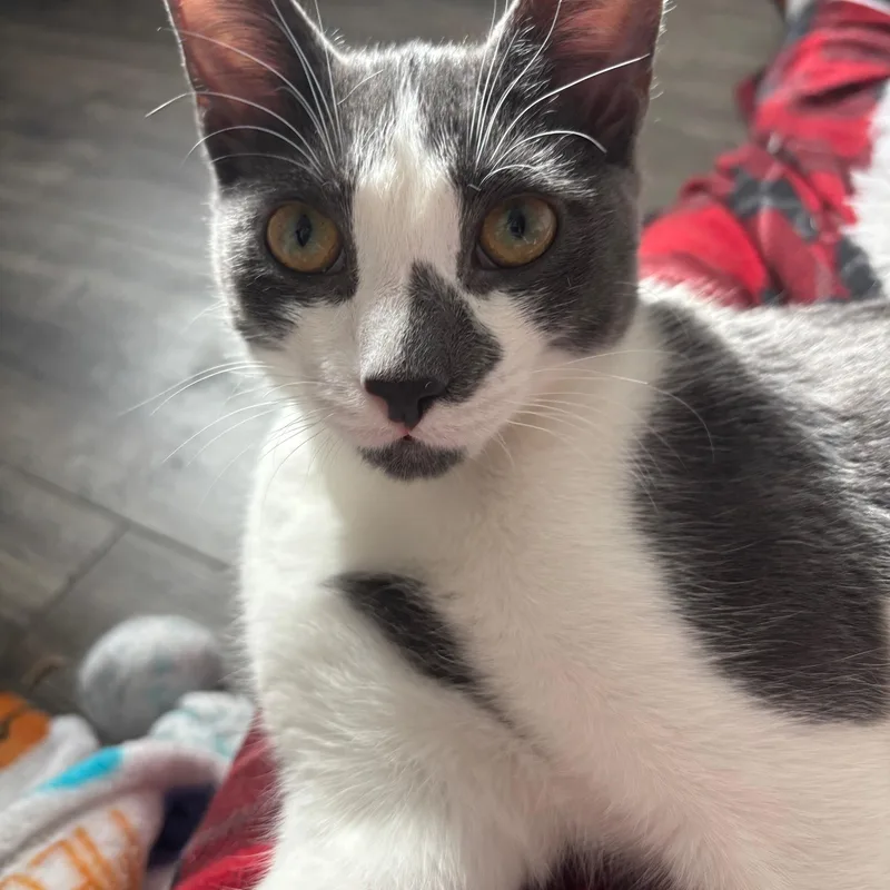 Tildeand Carat Bonded Pair thumbnail 2