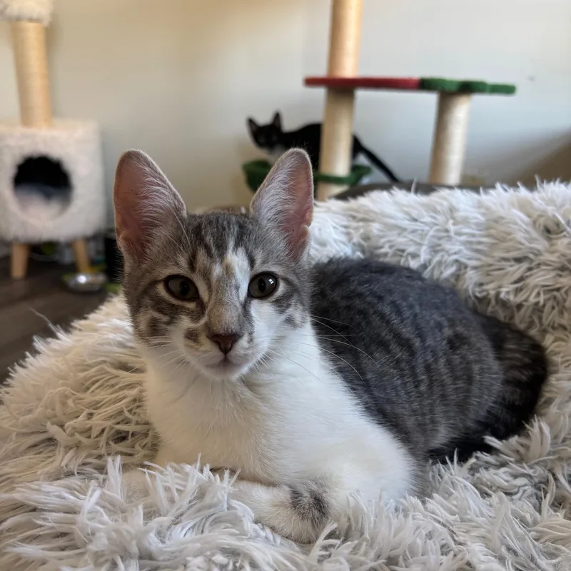 Tildeand Carat Bonded Pair thumbnail 4