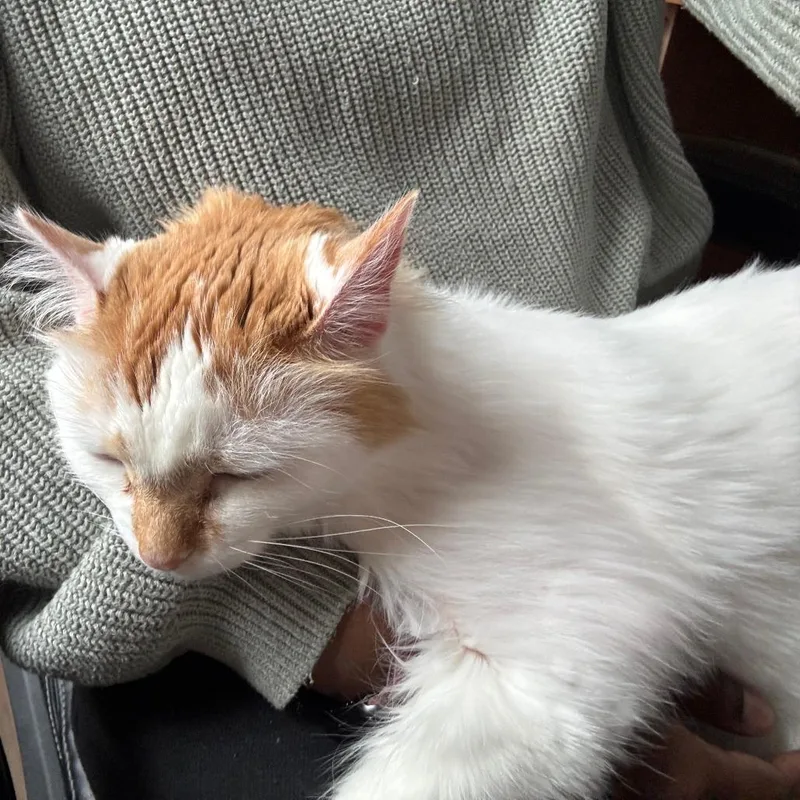 Ponyo  Home To thumbnail 2