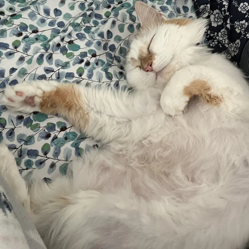 Ponyo  Home To thumbnail 3