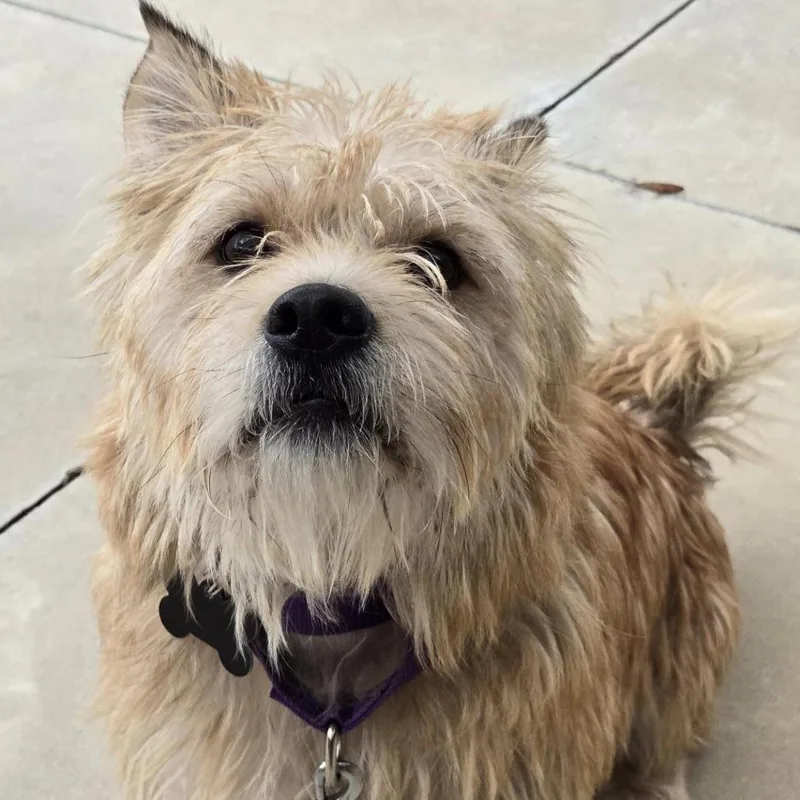 Wishbone thumbnail 2