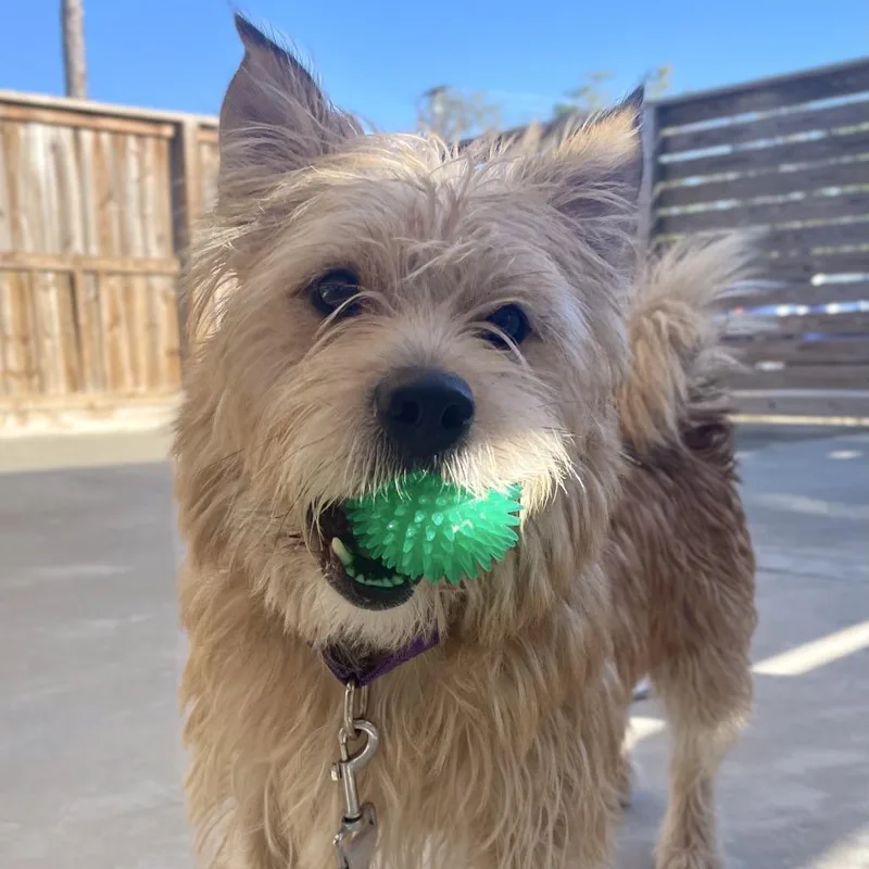 Wishbone thumbnail 3