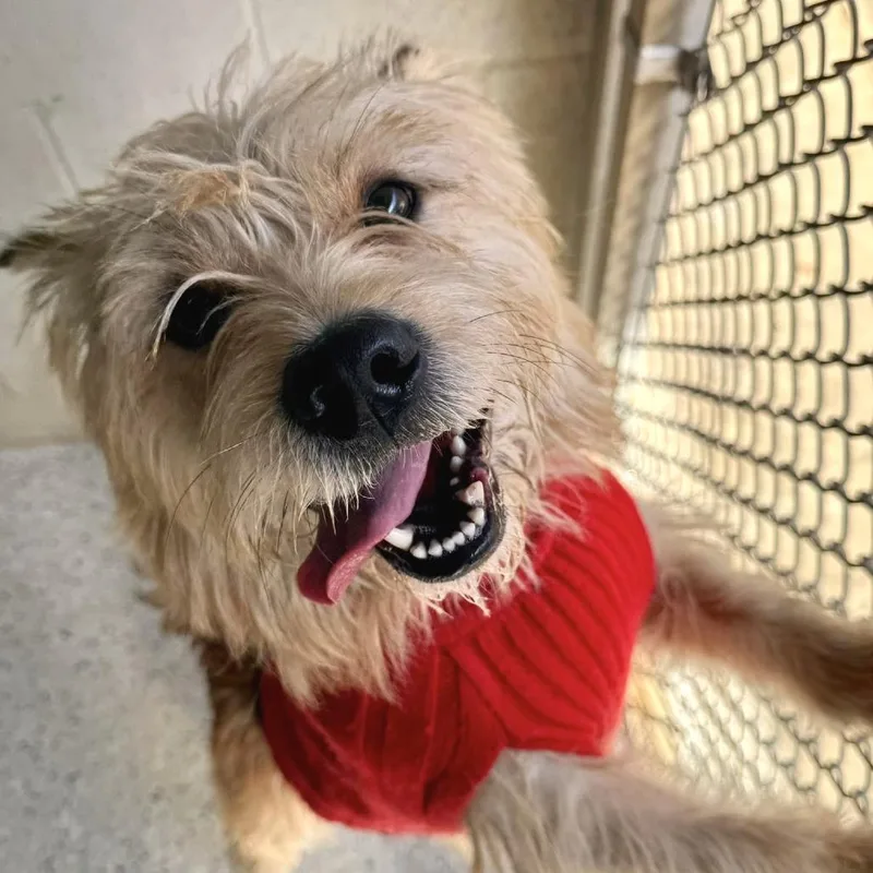 Wishbone thumbnail 4