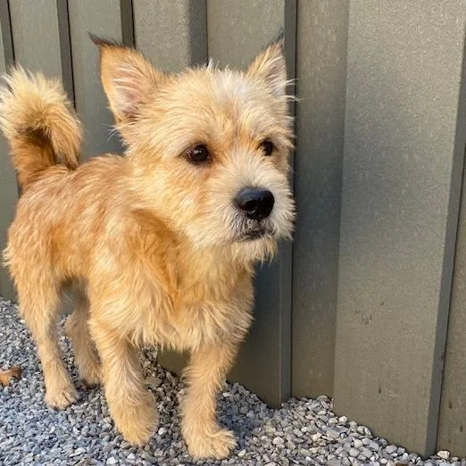 Wishbone thumbnail 5