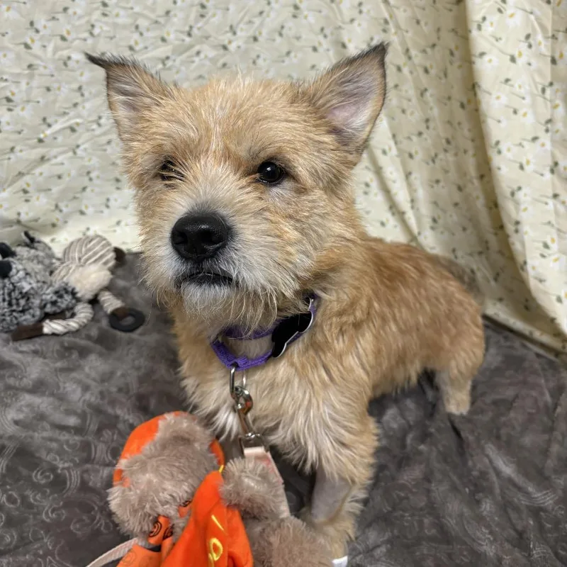 Wishbone thumbnail 6