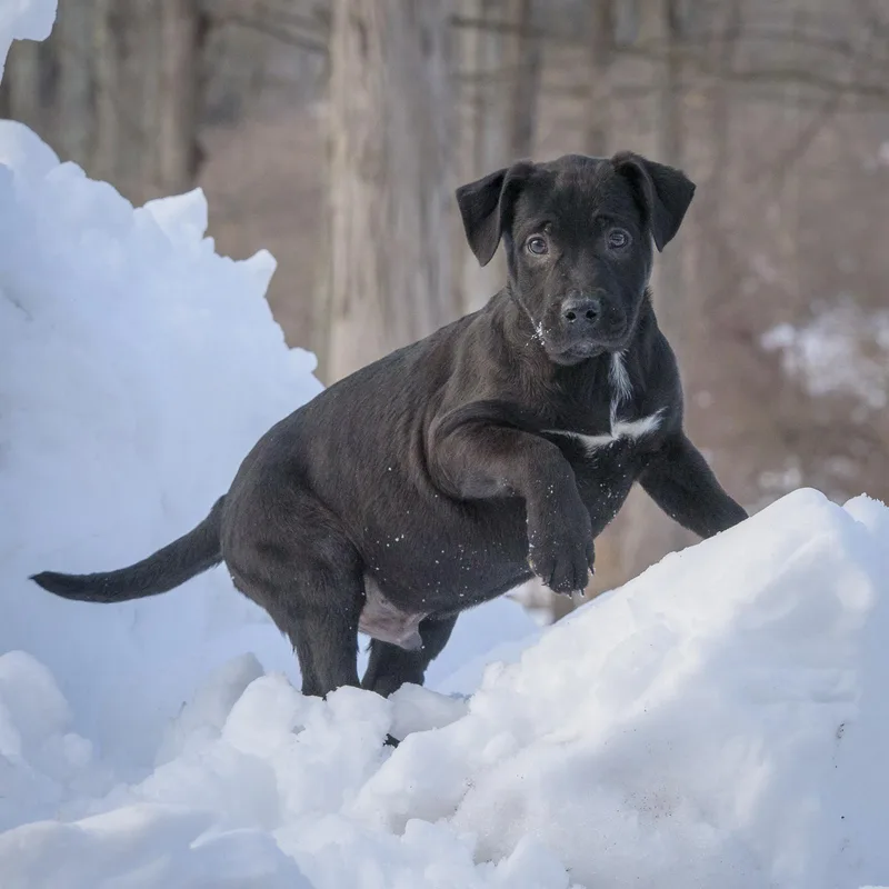 Mitchell thumbnail 2