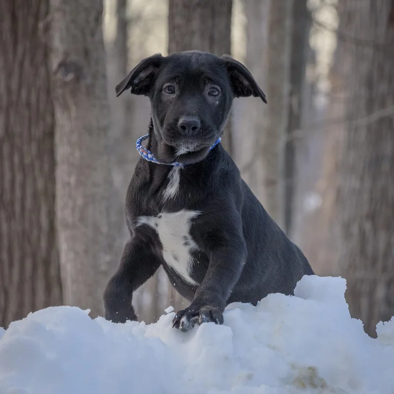 Marcella thumbnail 2