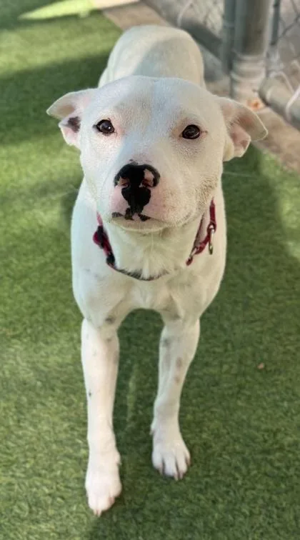 Marinara thumbnail 3