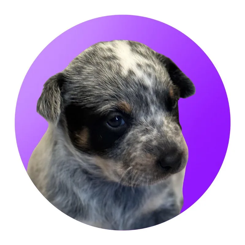 Lollipop thumbnail 2