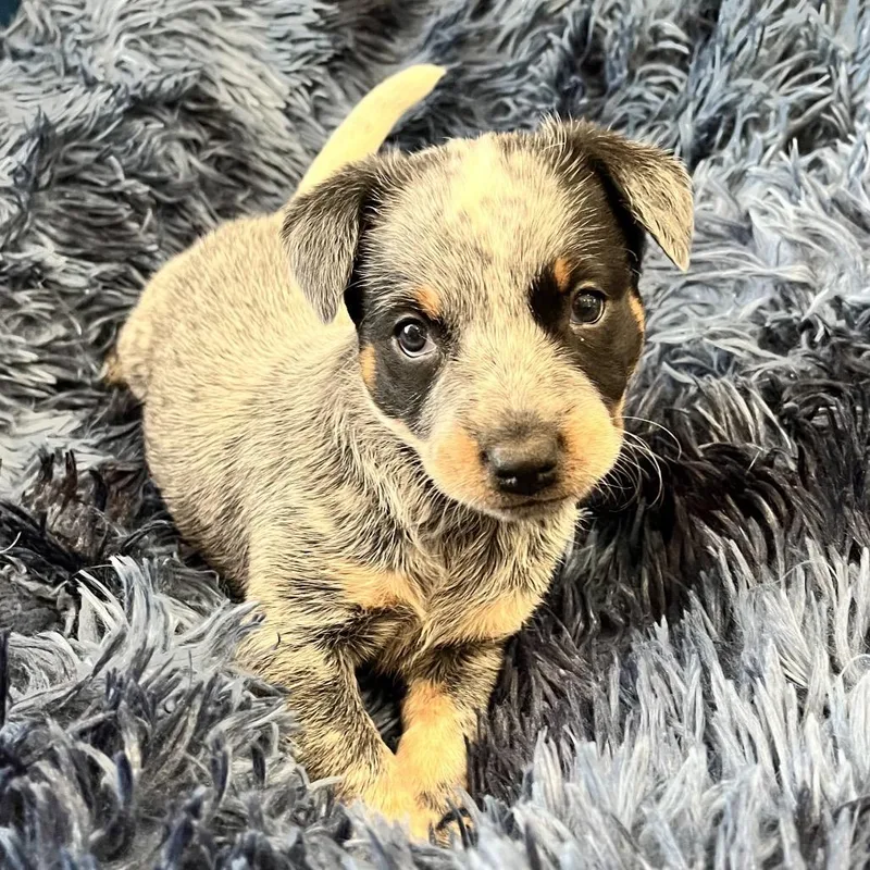 Lollipop thumbnail 3