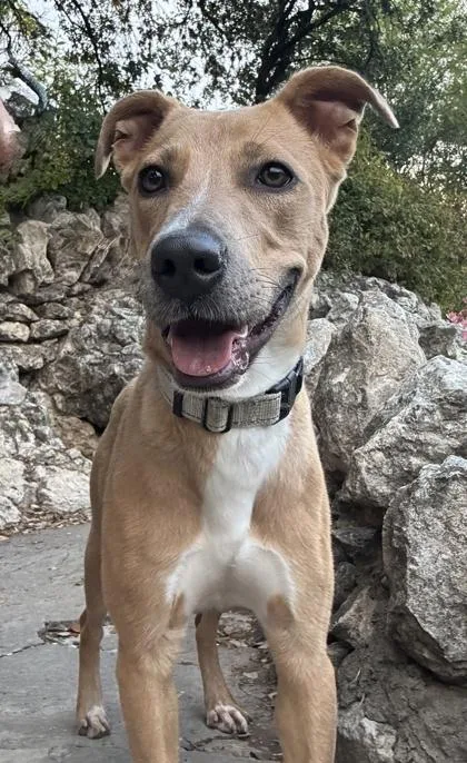 Chestnut thumbnail 2