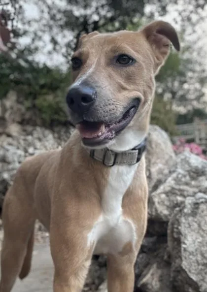 Chestnut thumbnail 3