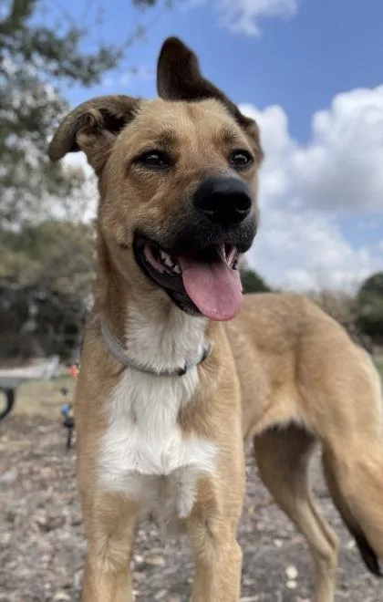 Prairie Dog thumbnail 2