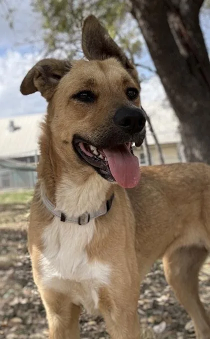 Prairie Dog thumbnail 3