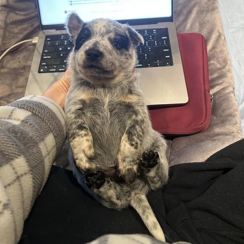 Snickers thumbnail 2