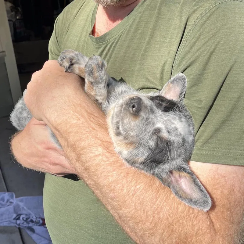 Snickers thumbnail 3