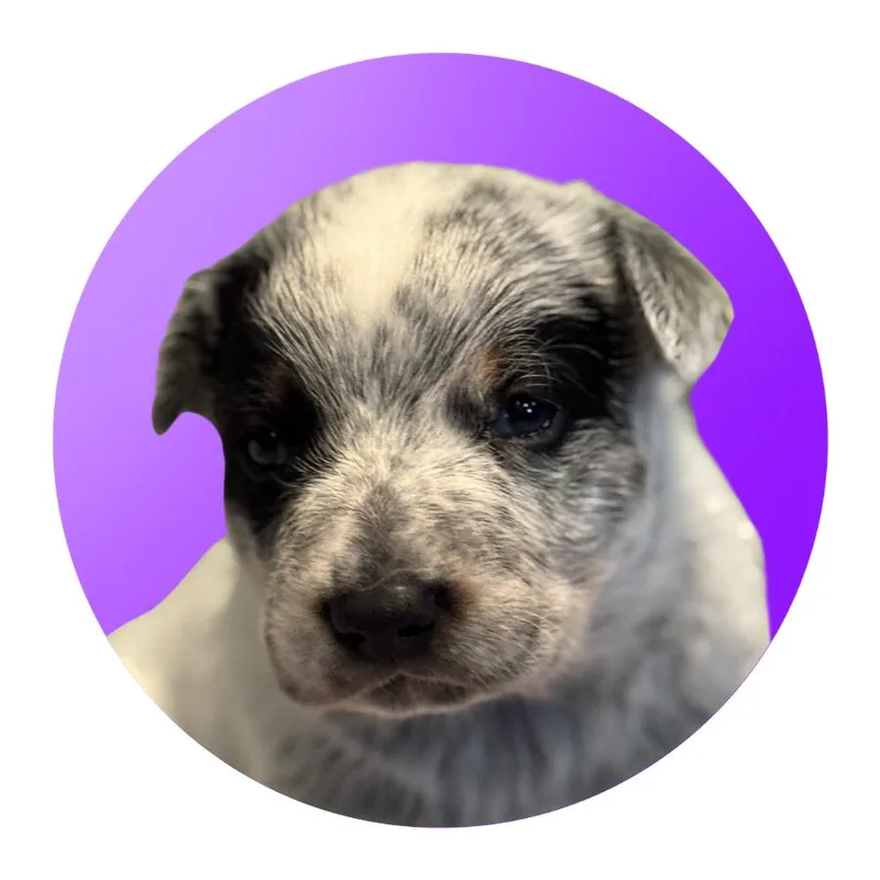 Snickers thumbnail 4