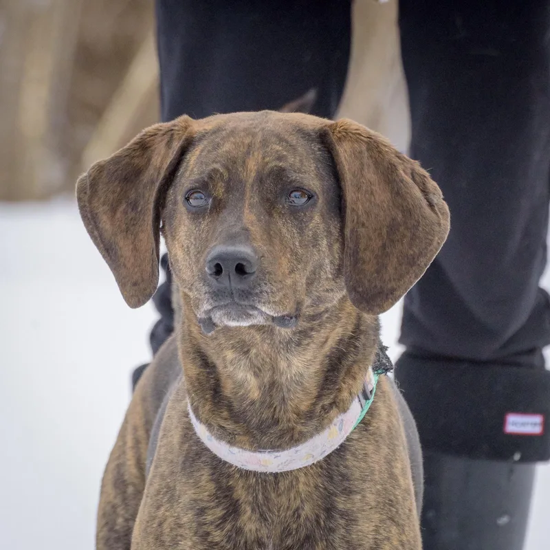 Sweet Pea thumbnail 2