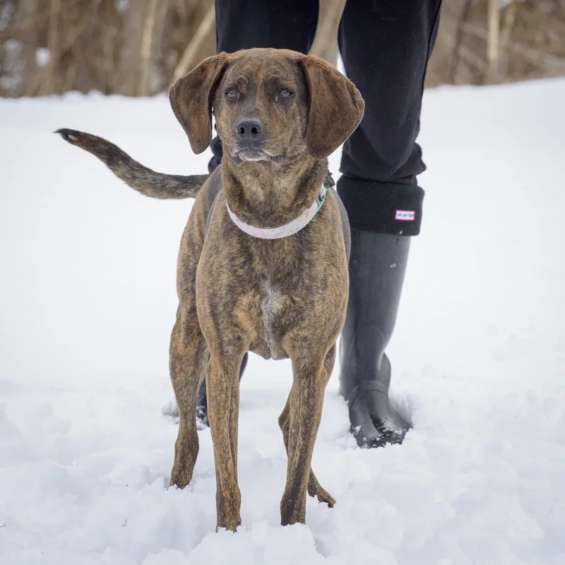 Sweet Pea thumbnail 3