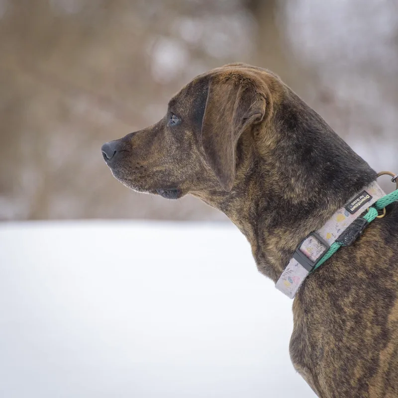 Sweet Pea thumbnail 4