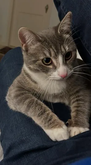 A young medium-sized female Tabby cat named Carly Cutie Big for adoption in Atlanta, GA