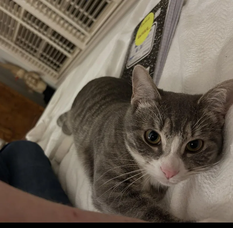 Carly Cutie  Big thumbnail 2