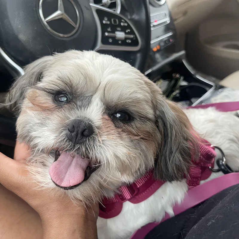 Charlotte thumbnail 4