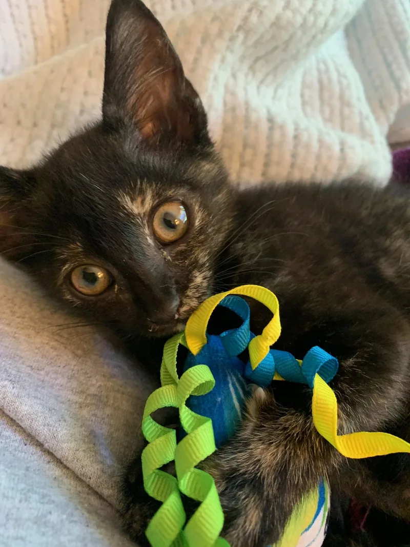 Skittles  Torti  thumbnail 2