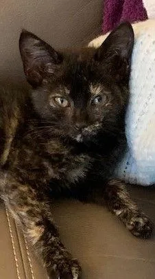 Skittles  Torti  thumbnail 3