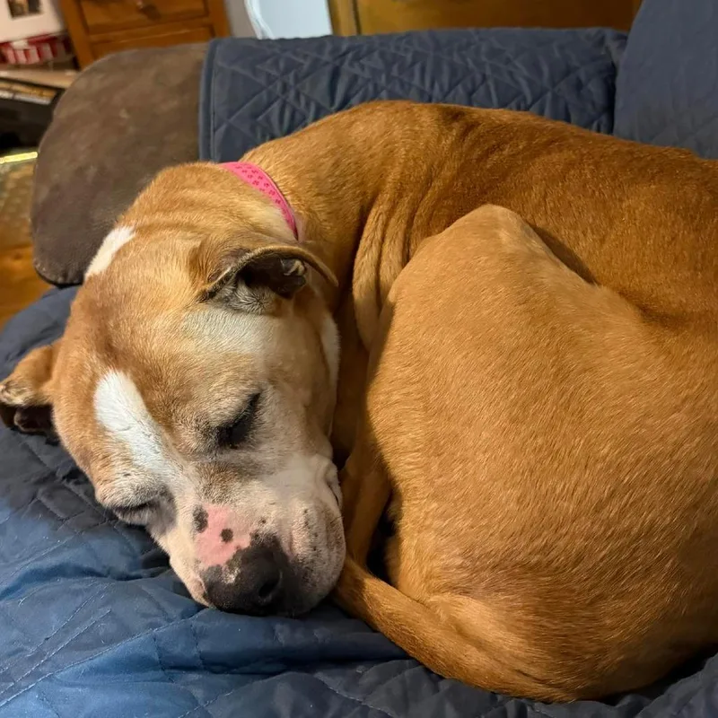 Cinnamon thumbnail 2