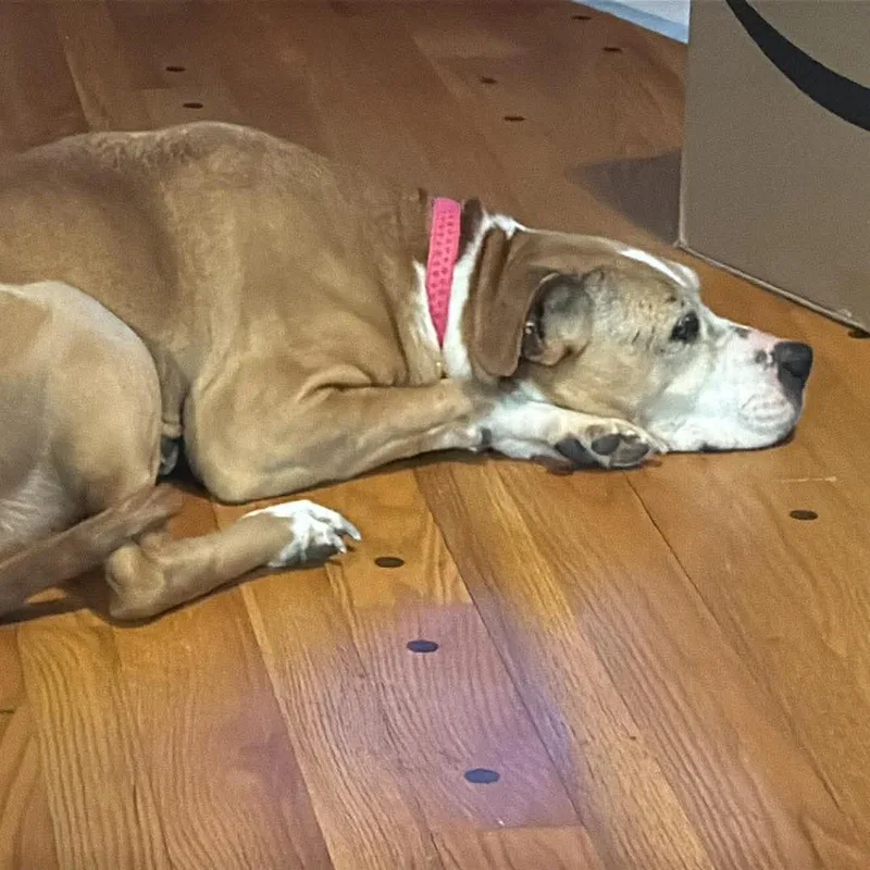 Cinnamon thumbnail 3