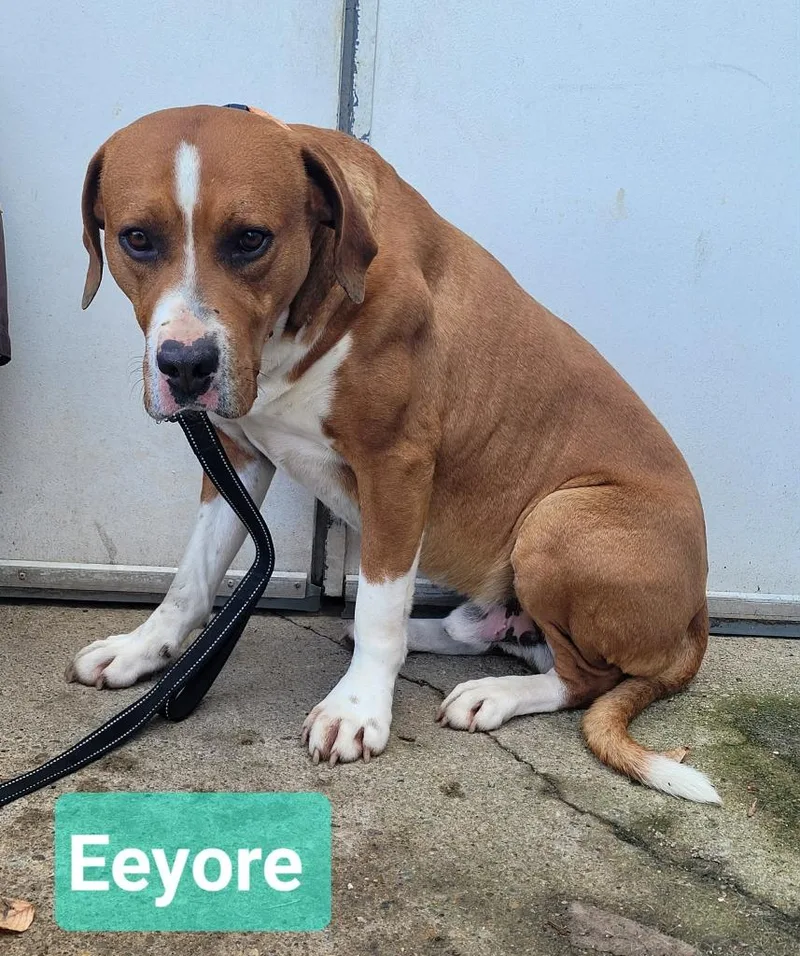 Eeyore