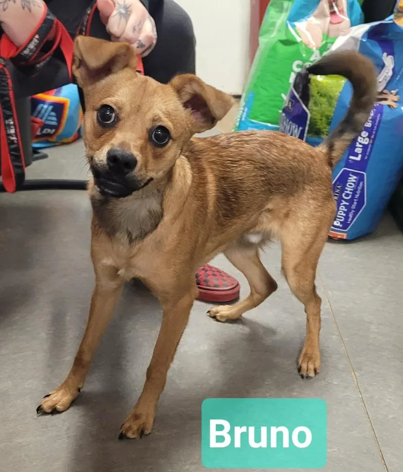 Bruno thumbnail 2