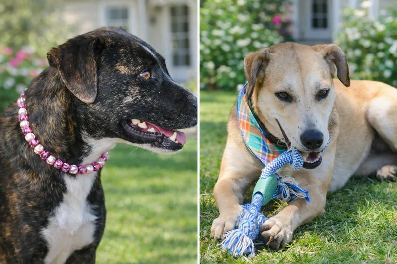 Daisy And Blackie  thumbnail 2