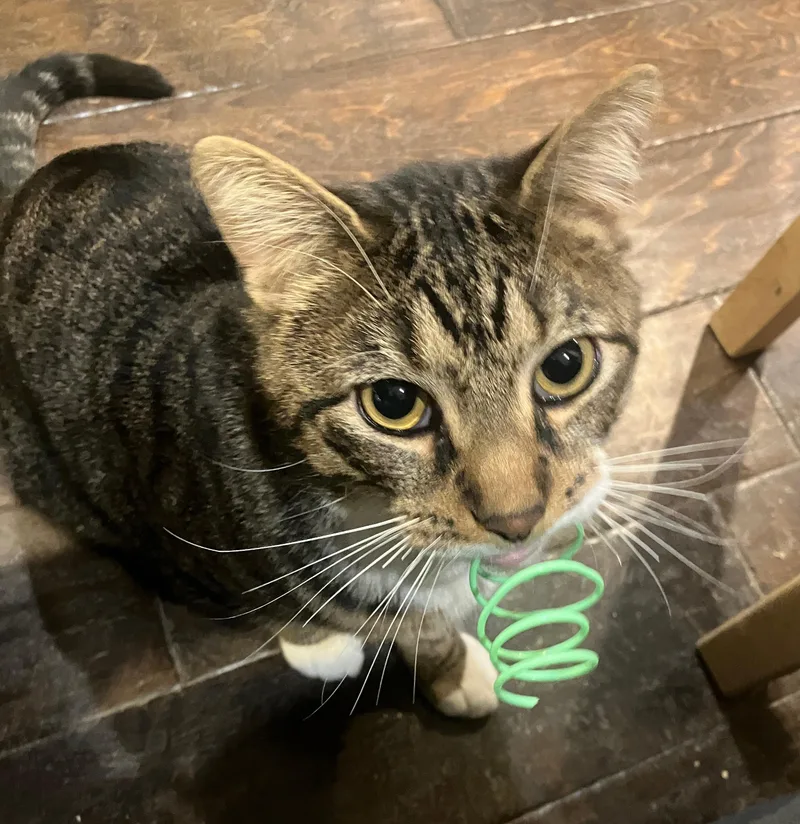 French Fry thumbnail 3