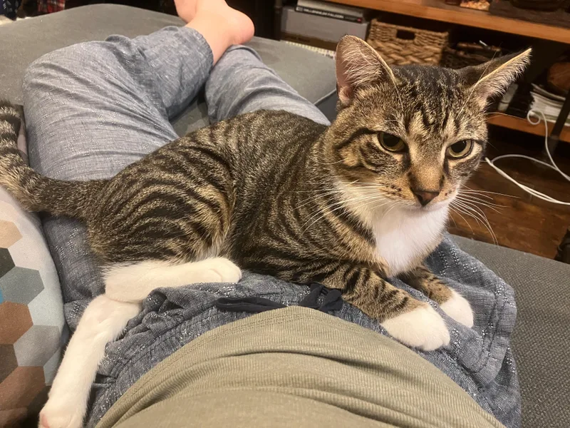 French Fry thumbnail 4