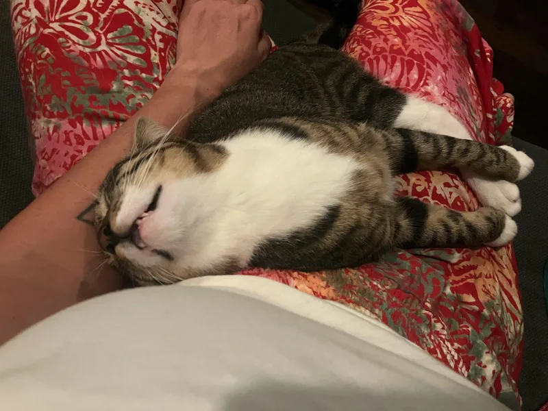 French Fry thumbnail 5