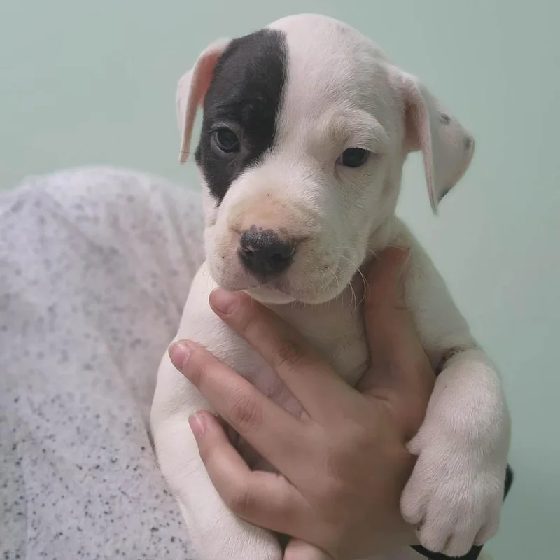 Brimsley thumbnail 2