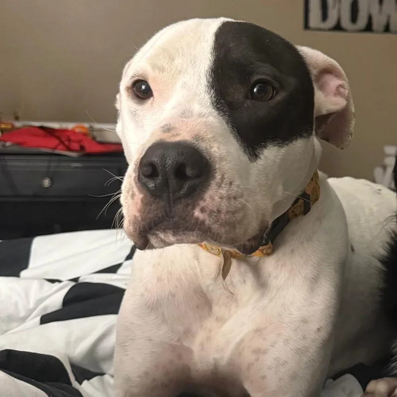 Brimsley thumbnail 3