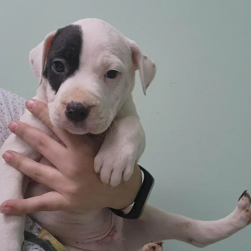 Brimsley thumbnail 4