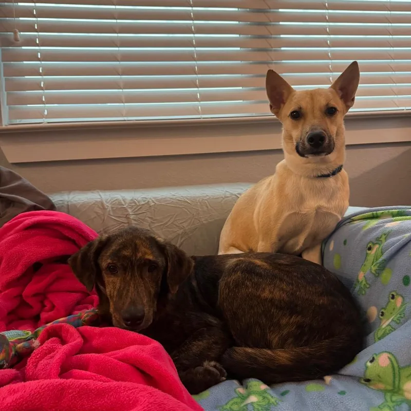 Bumblebee thumbnail 2