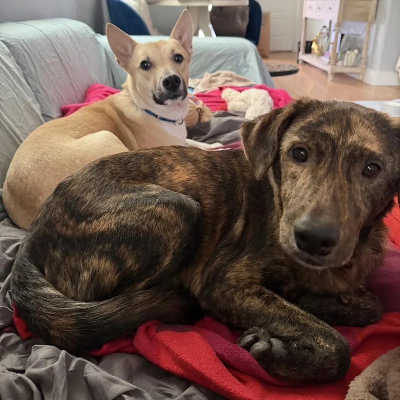 Bumblebee thumbnail 3