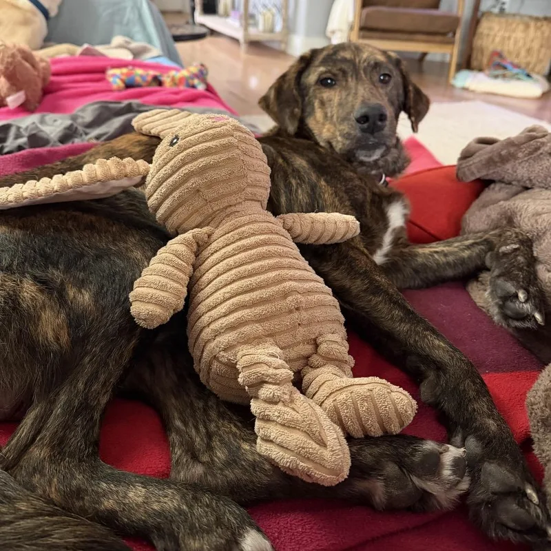 Bumblebee thumbnail 4