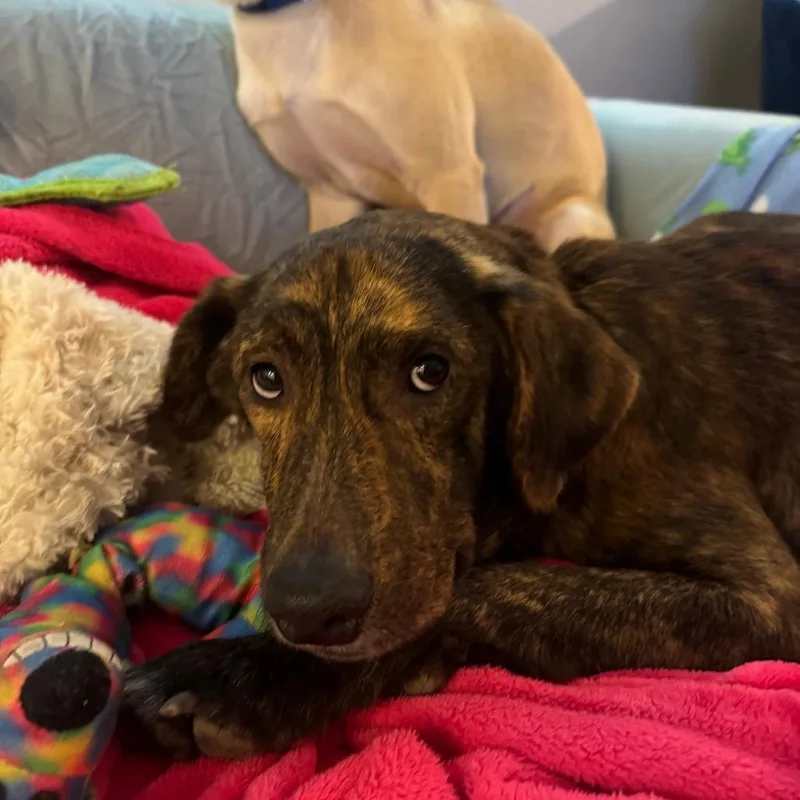 Bumblebee thumbnail 5