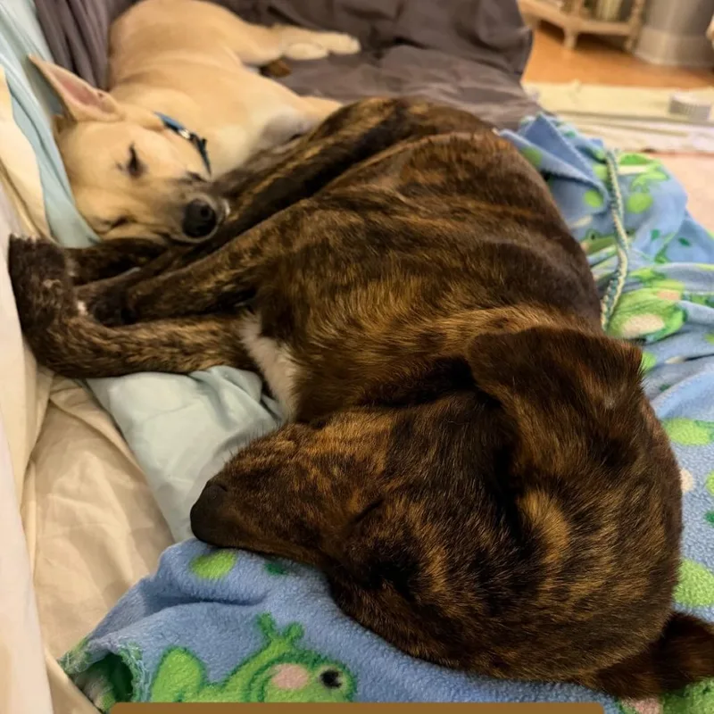 Bumblebee thumbnail 6