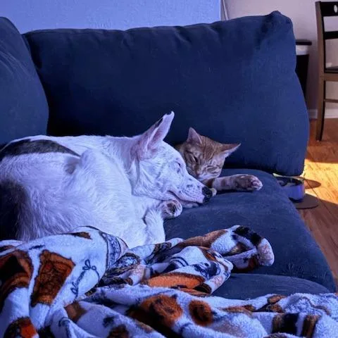 Conor Aurelian thumbnail 3